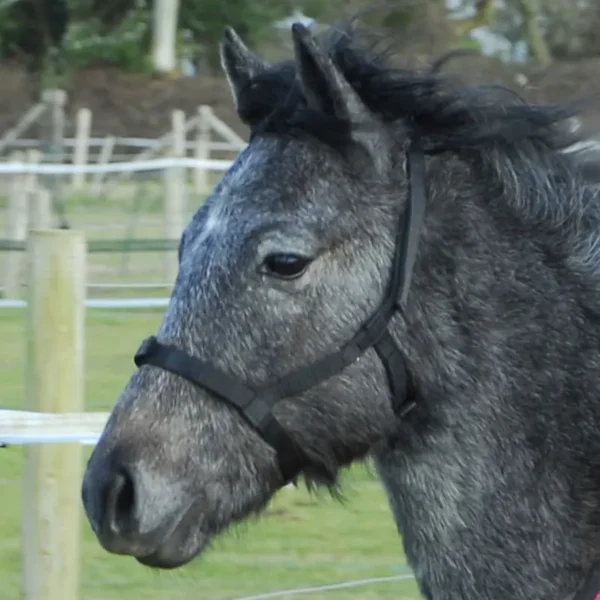 Rhinegold Field Safe Foal Headcollar