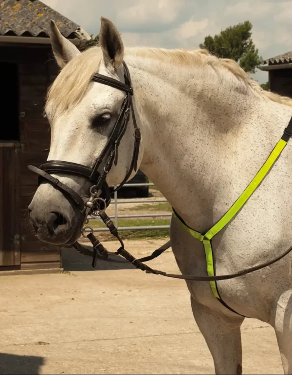 Harlequin Reflective Martingale